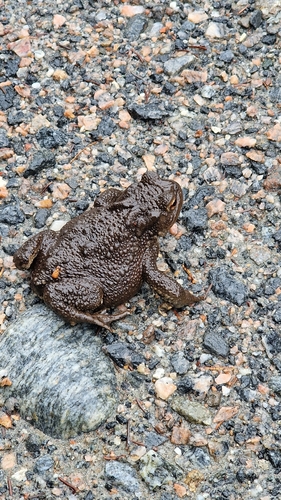 European Toad