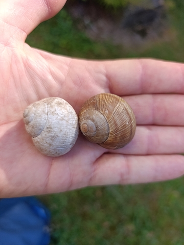Roman Snail