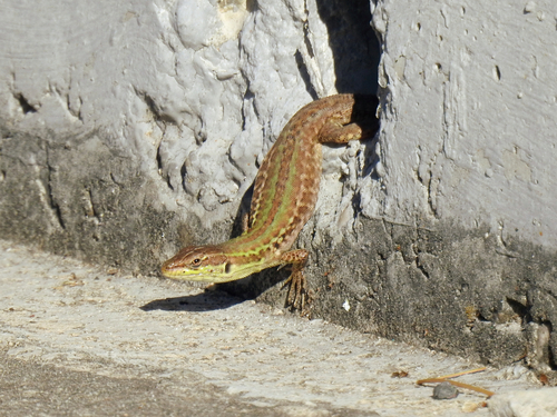 Italian Wall Lizard
