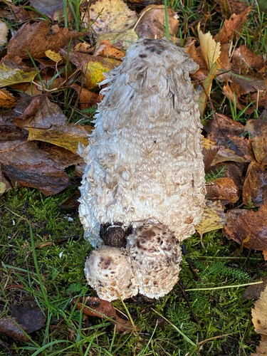 Shaggy Mane