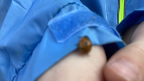 Seven-spotted Lady Beetle