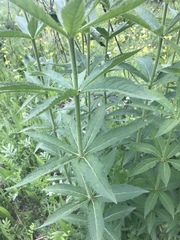 Veronicastrum sibiricum