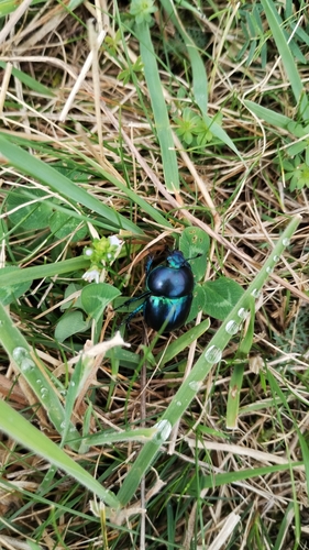 Springtime Dung Beetle