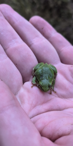 European Tree Frog