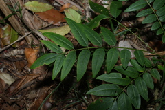 Ailanthus triphysa, photograph (c) Greg Tasney, some rights reserved (CC BY-SA)