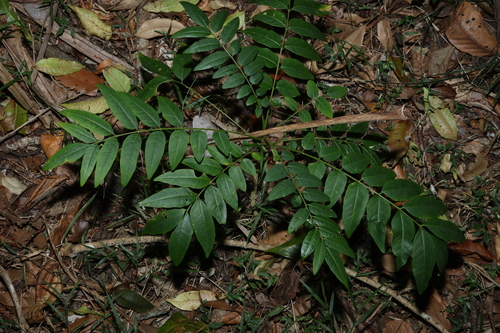 Ailanthus triphysa, photograph 2