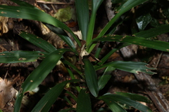 (c) Greg Tasney, some rights reserved (CC BY-SA) Cordyline congesta, photograph (c) Greg Tasney, some rights reserved (CC BY-SA)