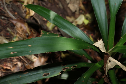 Cordyline congesta