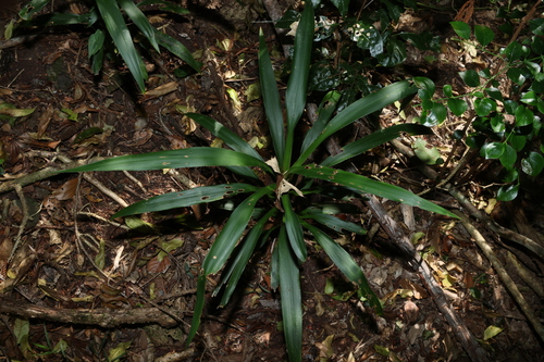 Cordyline congesta, photograph 2