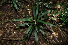 (c) Greg Tasney, some rights reserved (CC BY-SA) Cordyline congesta, photograph (c) Greg Tasney, some rights reserved (CC BY-SA)
