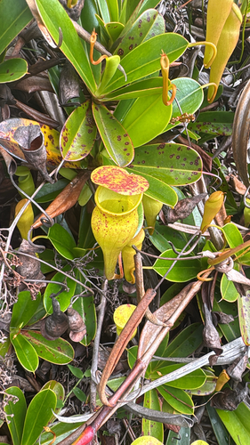 Seychelles Pitcher-plant