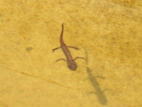 Smooth Newt