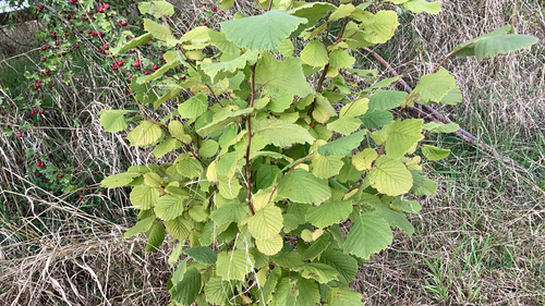 common hazel
