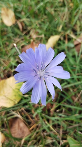chicory