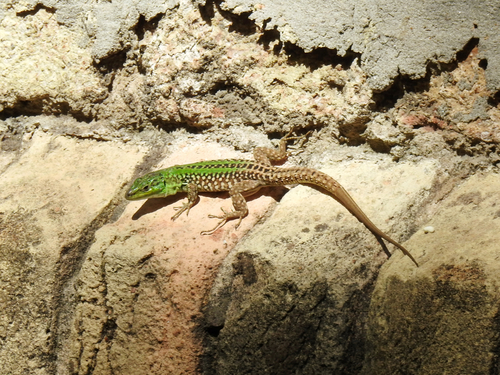 Italian Wall Lizard