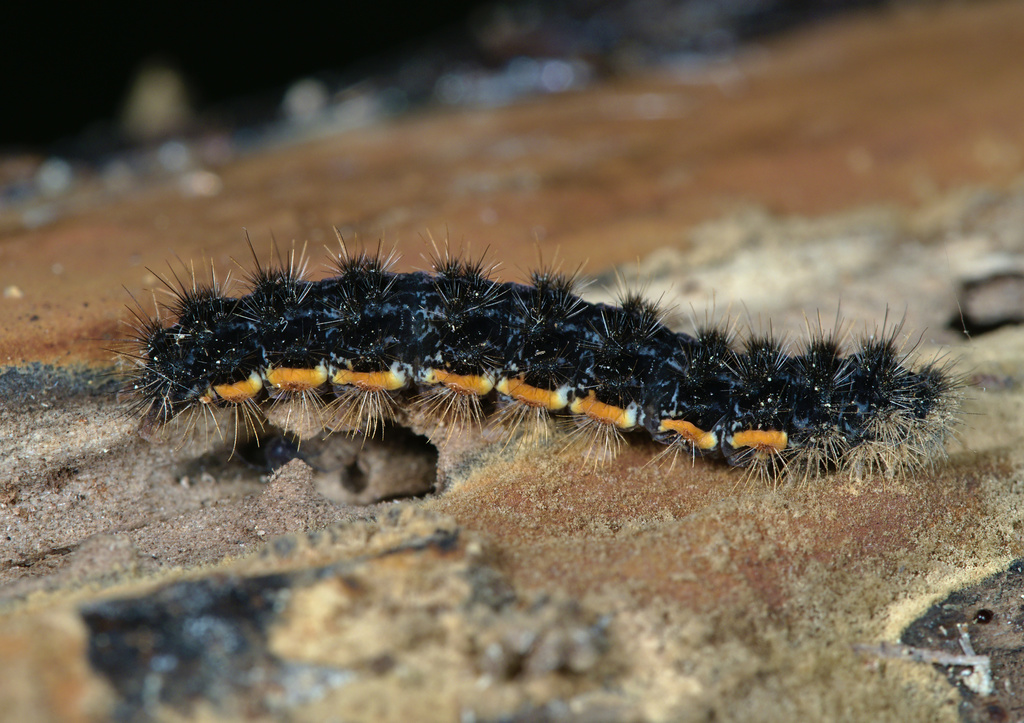 Common Footman