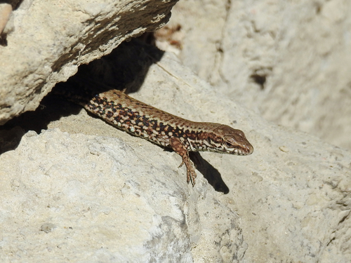 Common Wall Lizard