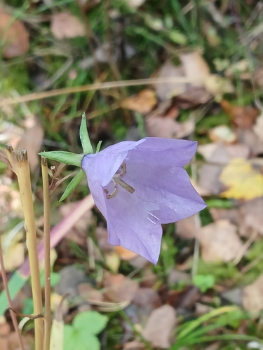 Peach-leaved Bellflower