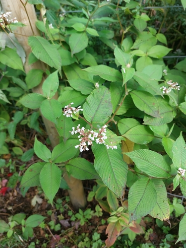 Lesser Knotweed