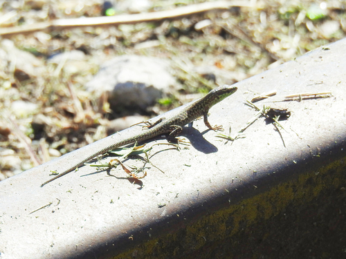 Italian Wall Lizard