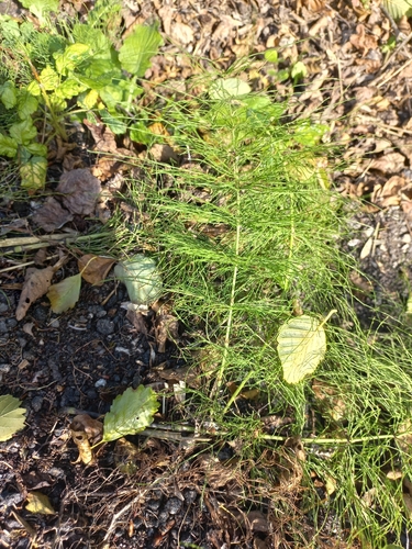 wood horsetail