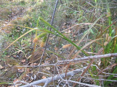 Carex pseudocyperus, photograph author not stated, no rights reserved