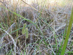 Carex pseudocyperus, photograph author not stated, no rights reserved