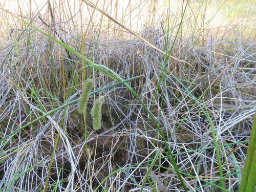 Carex pseudocyperus, photograph 4
