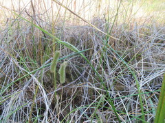 Carex pseudocyperus, photograph author not stated, no rights reserved