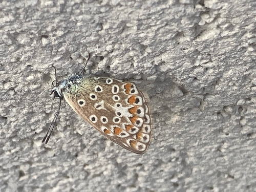 Common Blue