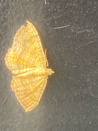 Yellow Shell Moth