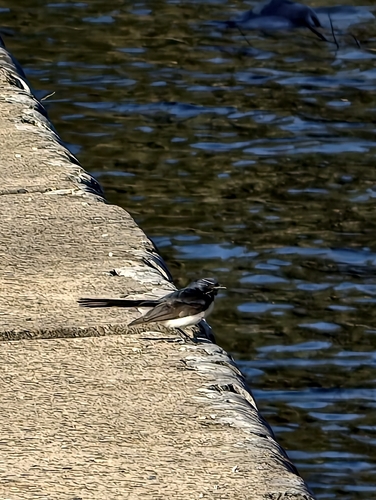 Willie Wagtail