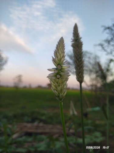 Celosia argentea, photograph 2