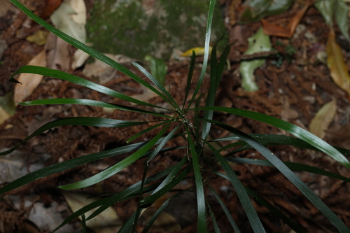 Acacia maidenii, photograph 1