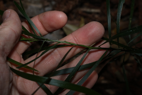 Acacia maidenii