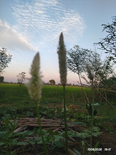 Celosia argentea, photograph 3