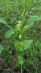 Polygonatum humile