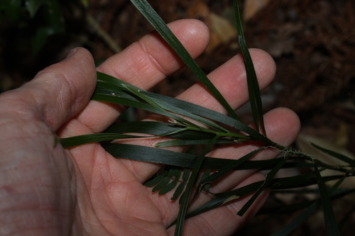 Acacia maidenii, photograph 2