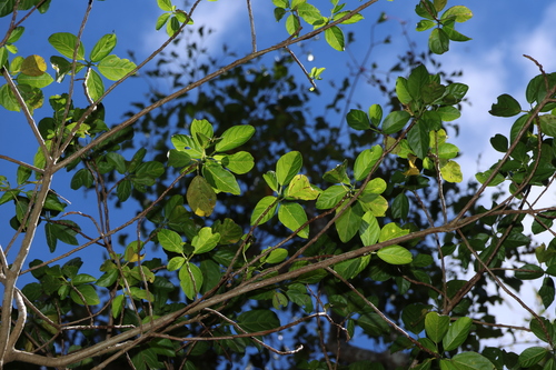 Dendrocnide photiniphylla, photograph 1
