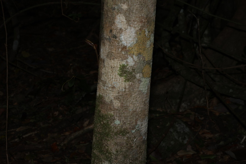 Dendrocnide photiniphylla, photograph 2