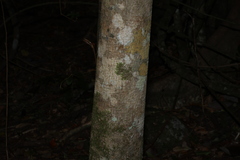 Dendrocnide photiniphylla, photograph (c) Greg Tasney, some rights reserved (CC BY-SA)