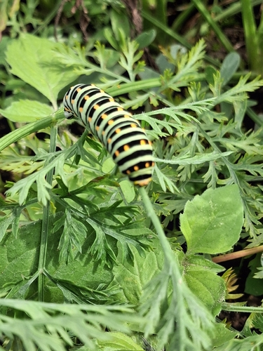 Old World Swallowtail