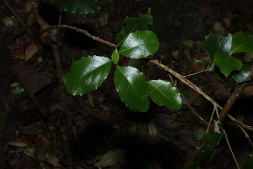 Denhamia bilocularis