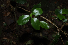 Denhamia bilocularis