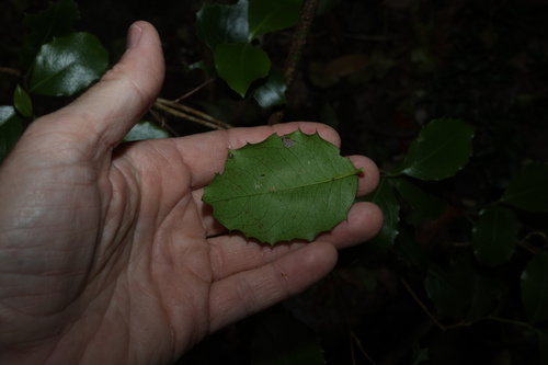 Denhamia bilocularis, photograph 2