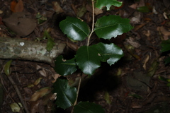 Denhamia bilocularis, photograph (c) Greg Tasney, some rights reserved (CC BY-SA)