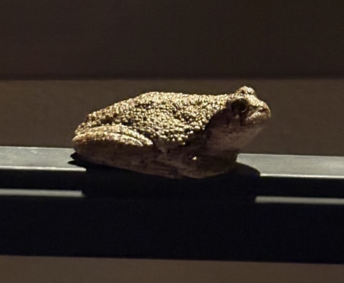 Gray Treefrog