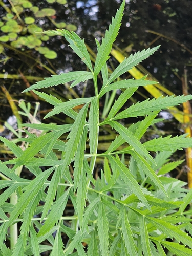 Cowbane