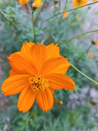 Yellow Cosmos