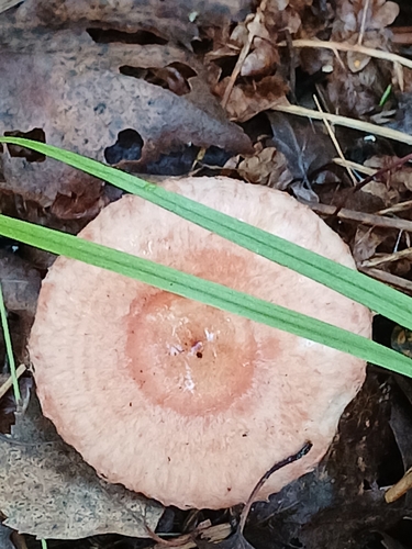 Woolly Milkcap